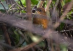 Bangwa Forest Warbler